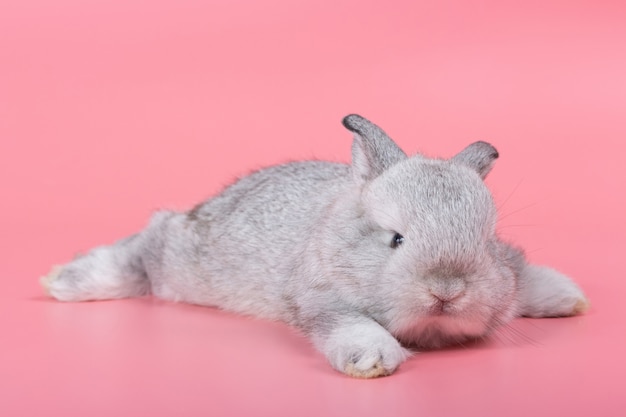 Conejo adorable gris del bebé en fondo rosado. Conejo lindo del bebé.