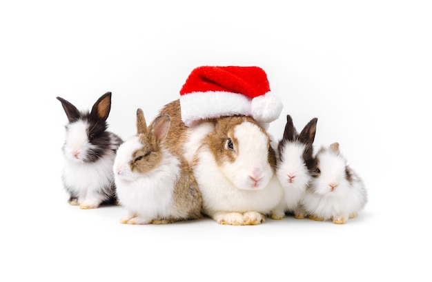 Conejo adorable de la madre en el sombrero rojo de la Navidad y cuatro conejitos recién nacidos que se sientan en el fondo blanco. Celebre las vacaciones con la familia de mascotas de conejitos navideños