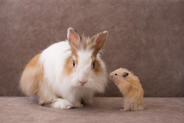 Conejo de angora blanco esponjoso y hámster sirio sobre fondo marrón