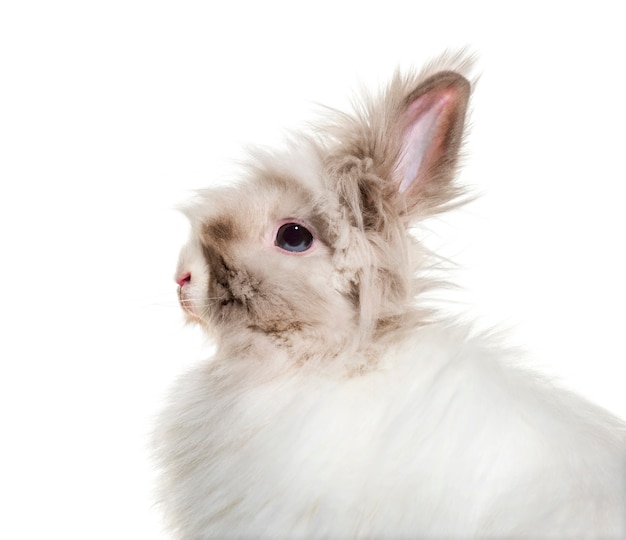 Conejo de angora de cerca contra el fondo blanco.