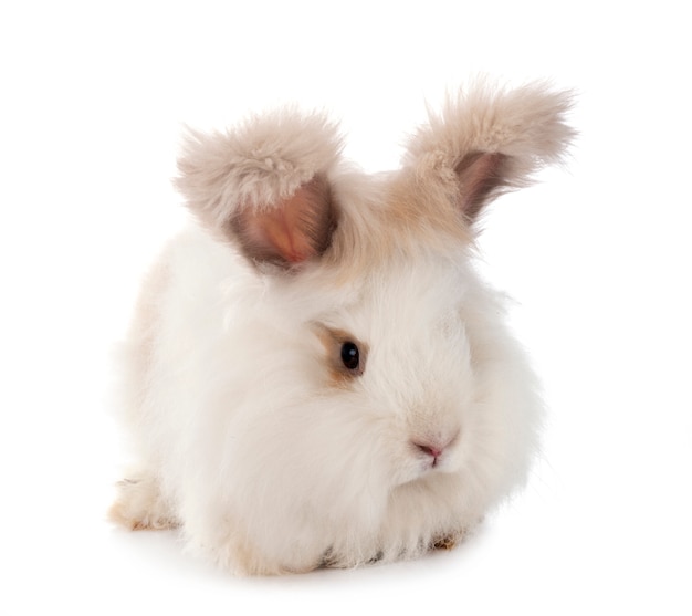 Conejo de angora inglés