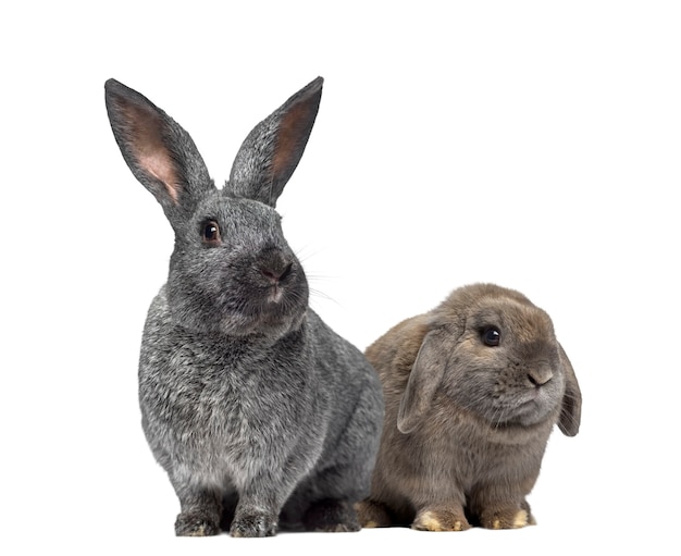 Conejo Argente y conejo Holland Lop aislado en blanco