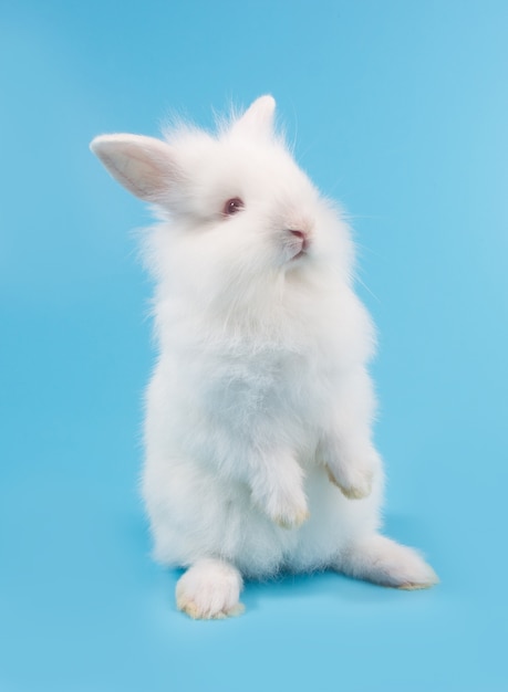 Conejo bebé adorable blanco sobre fondo azul