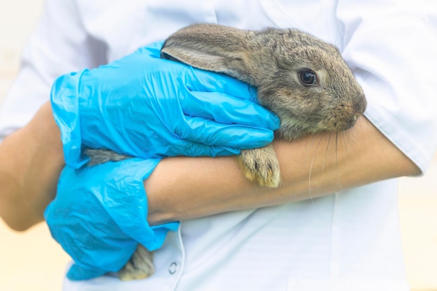 Conejo bebé en examen médico en el veterinario en la oficina, clínica. conejito en manos del doctor. tratamiento, prevención de la salud de la mascota