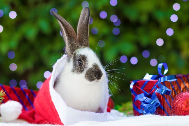 Conejo bebé con gorro de Papá Noel con regalos