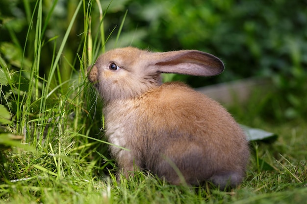 Un conejo bebé marrón se sienta en la hierba en un día soleado de verano Un lindo conejito se sienta en un primer plano del prado