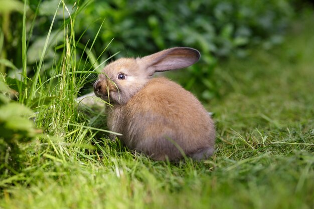 Un conejo bebé marrón se sienta en la hierba en un día soleado de verano Un lindo conejito se sienta en un primer plano del prado