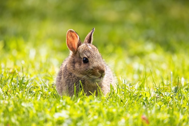 Conejo bebé salvaje sentado y comiendo en la hierba verde