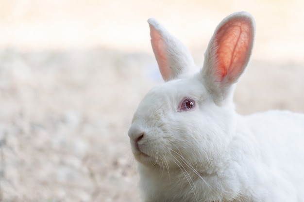 Conejo blanco al aire libre. Conejo de conejo de cerca en granja agrícola. Los conejos son pequeños mamíferos de la familia Leporidae