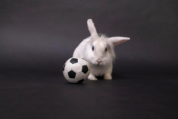 Conejo blanco y balón de fútbol sobre fondo negro pasatiempos de fútbol para niños deportes