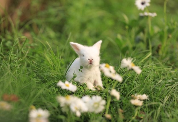 Un conejo blanco en un campo de flores.