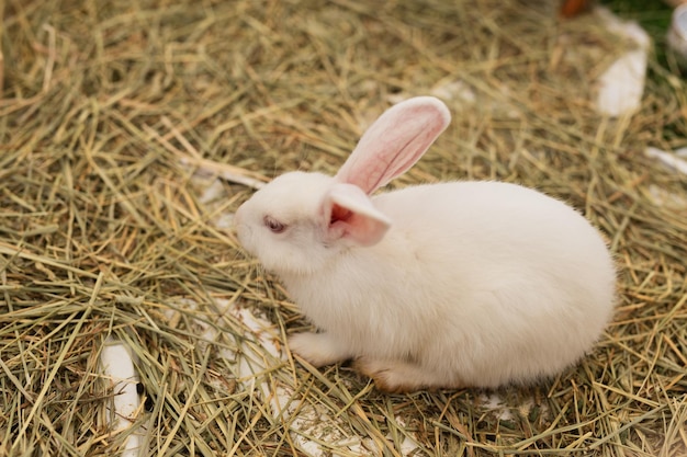 Conejo blanco comiendo paja en la jaula en un caso