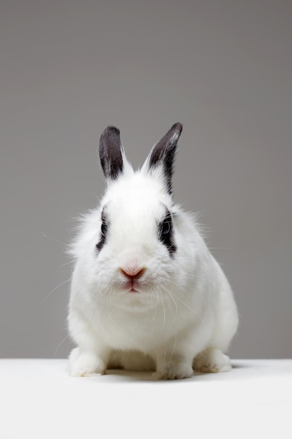 Conejo blanco conejo de Pascua gracioso