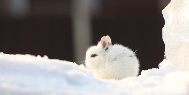 conejo blanco decorativo en la nieve