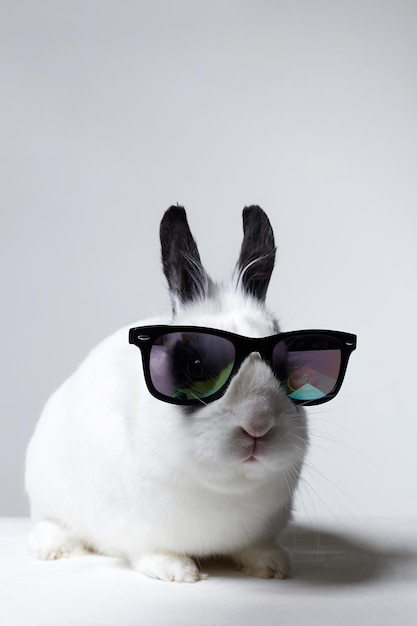 conejo blanco con gafas a la moda conejo esponjoso con gafas de sol
