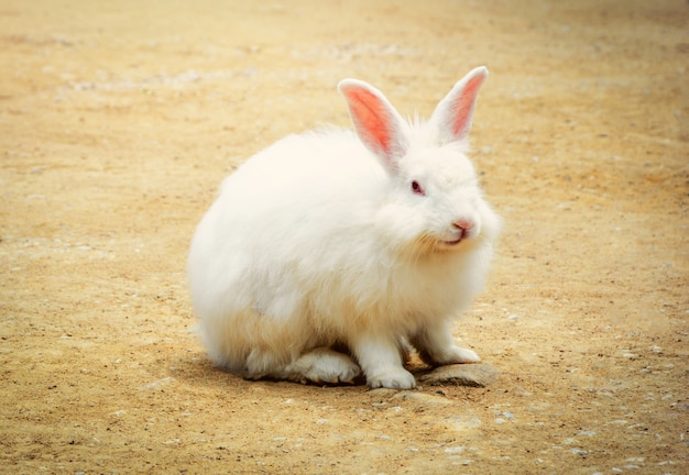 Conejo blanco en la granja / conejo sentado en el suelo / imagen de animales estilo vintage