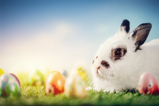 Conejo blanco y huevos de Pascua en fondo de la primavera.