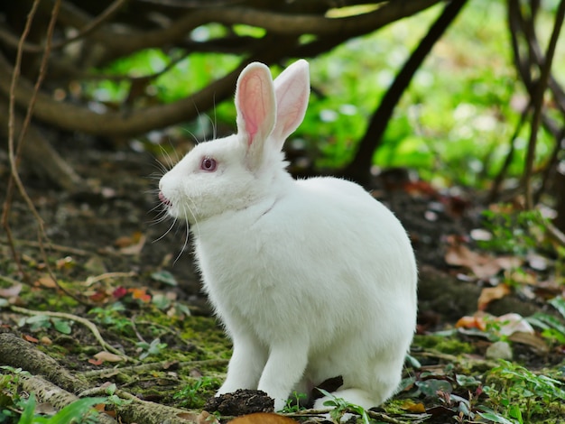 Conejo blanco en el jardín