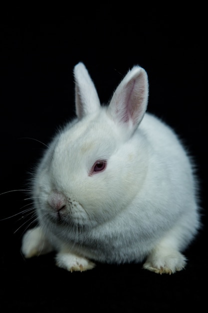 Conejo blanco mascota viena con albinismo