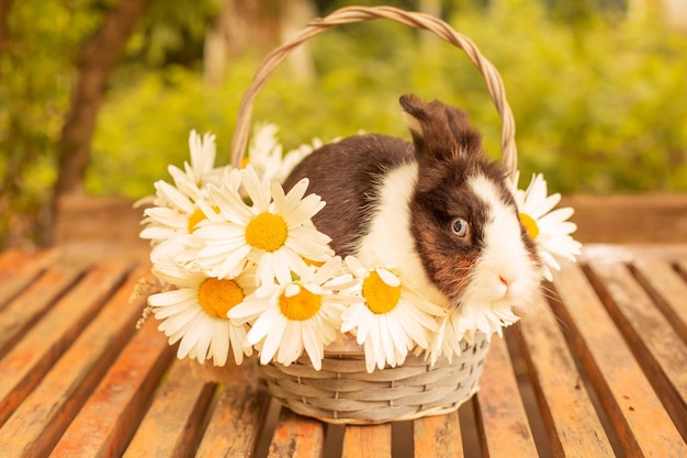 conejo blanco y negro decorativo sentado en una cesta con margaritas blancas