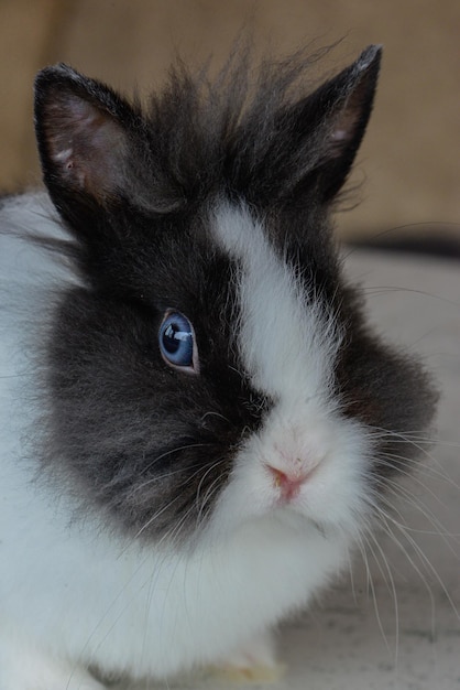 Un conejo blanco y negro con un ojo azul.