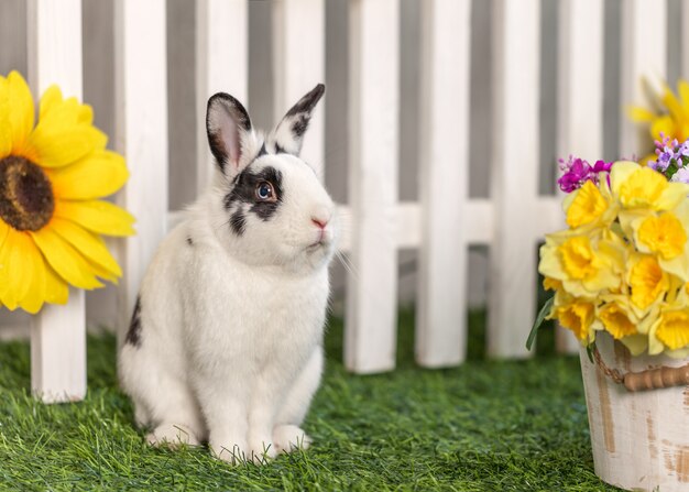 Conejo blanco y negro sentado en el jardín entre las flores