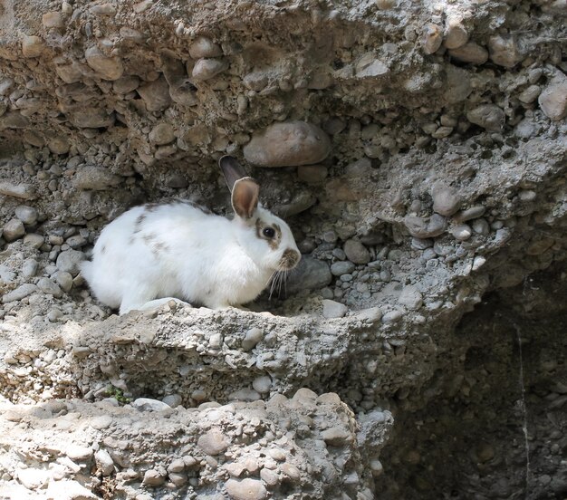 Conejo blanco y negro sentado en una roca