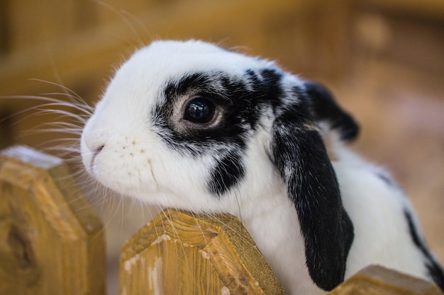 Conejo blanco y negro en un zoológico de contacto