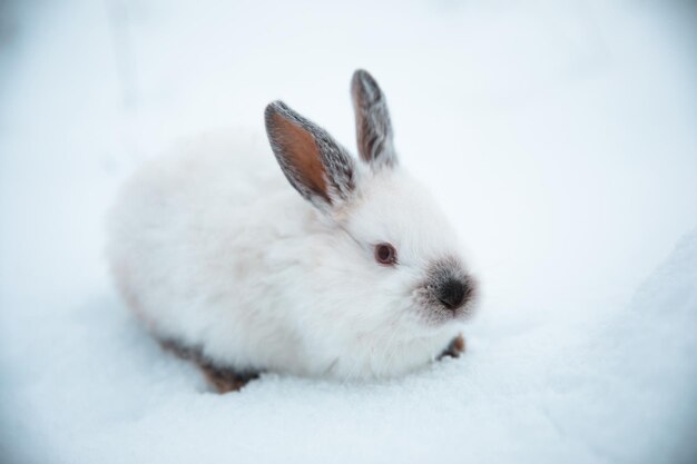 Conejo blanco en la nieve