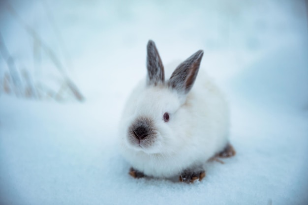 Conejo blanco en la nieve