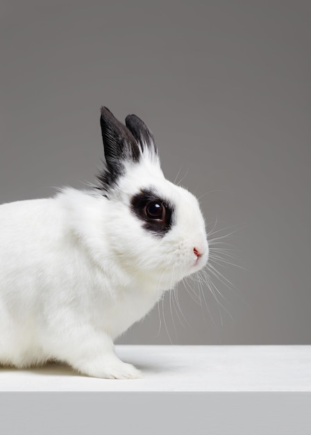 Conejo blanco con orejas negras Conejo de Pascua gracioso