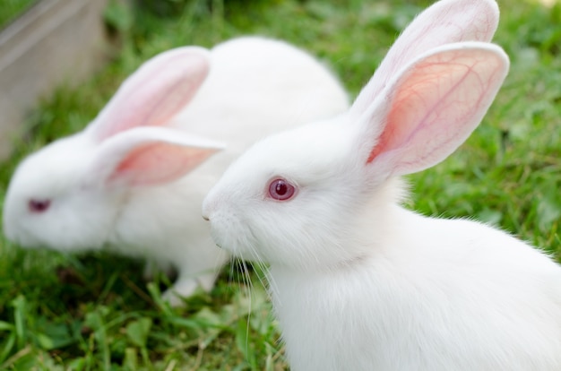 Conejo blanco pequeño de 2 meses de edad, raza sidin gigante en un corral sobre hierba verde. Paisaje natural, enfoque selectivo