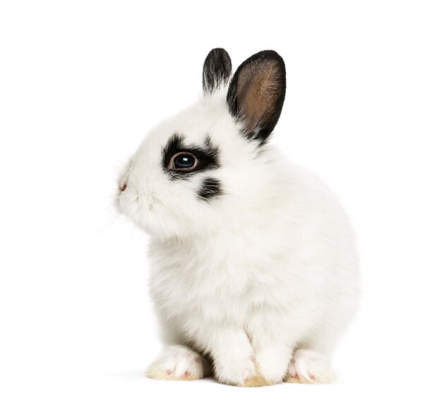 Foto conejo blanco sentado aislado en blanco