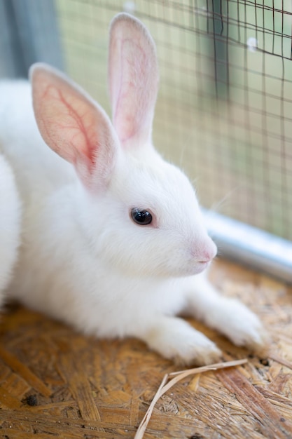 El conejo blanco se sienta en la jaula en el campo al aire libre