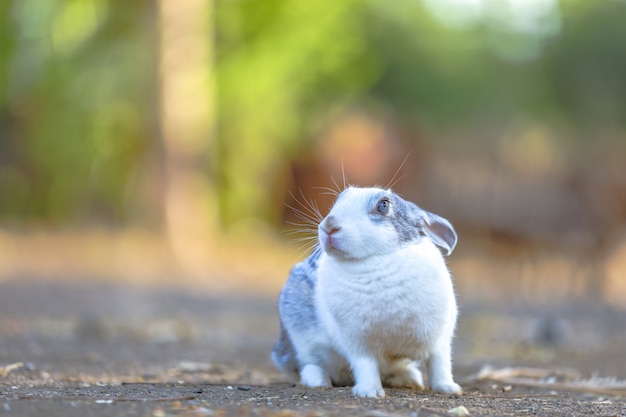 conejo blanco