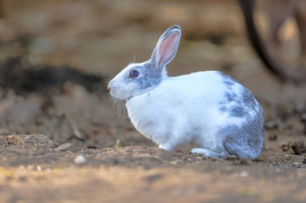 conejo blanco