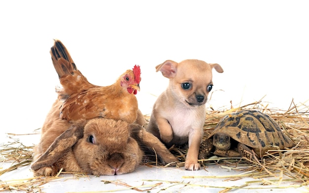 Foto conejo, cachorro, tortuga y pollo