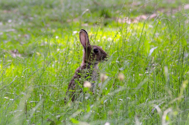 Foto un conejo en un campo.