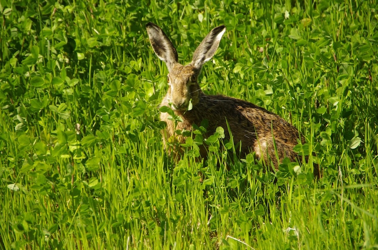 Foto conejo en el campo