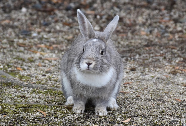 Foto conejo en el campo