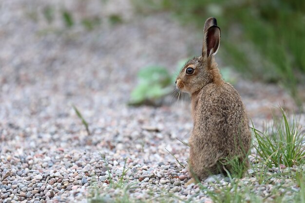 Conejo en el campo