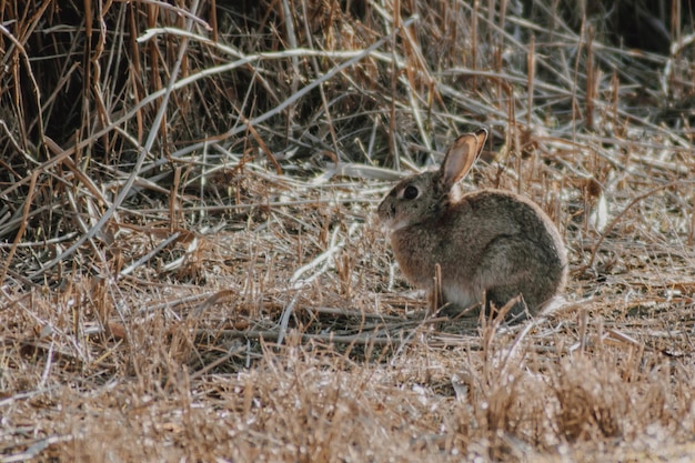 Foto conejo en el campo