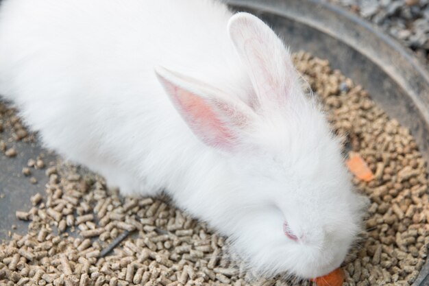 Conejo comiendo comida en el plato.