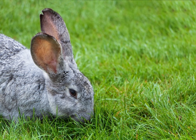 Conejo comiendo hierba en un césped verde. De cerca.