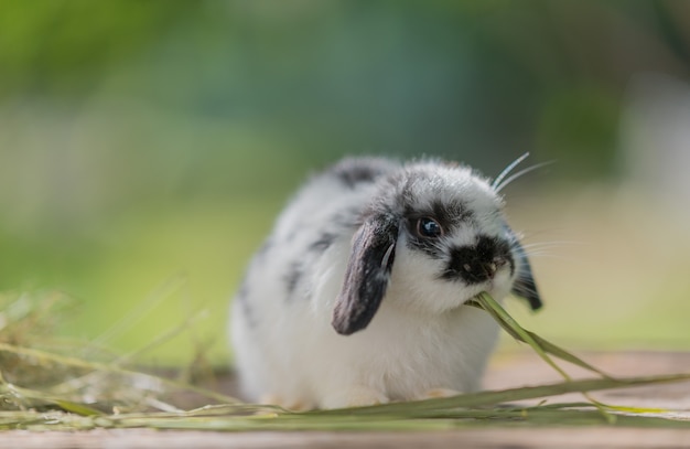 conejo comiendo hierba, conejito mascota, holland lop