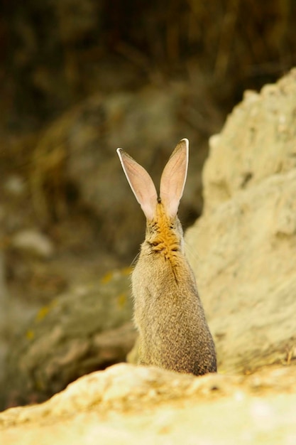El conejo común o conejo europeo es una especie de mamífero lagomórfico de la familia Leporidae,