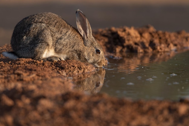 Conejo común o europeo Oryctolagus cuniculus agua potable al amanecer.