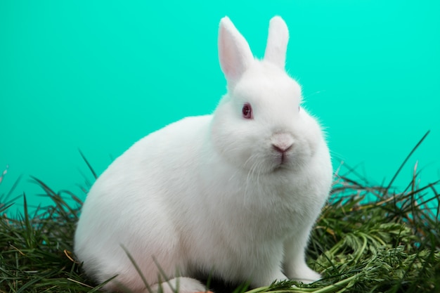 Conejo de conejito blanco mullido
