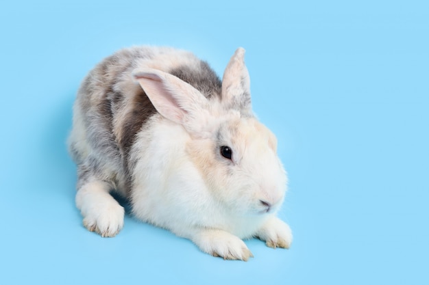 Conejo de conejito de pascua blanco y negro lindo joven