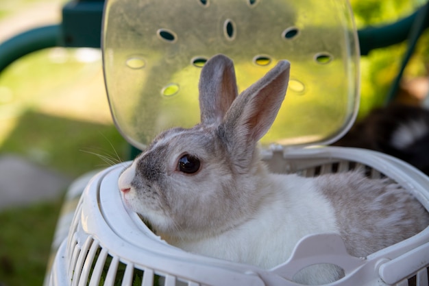 Conejo decorativo gris sentado en un transportador de cerca.